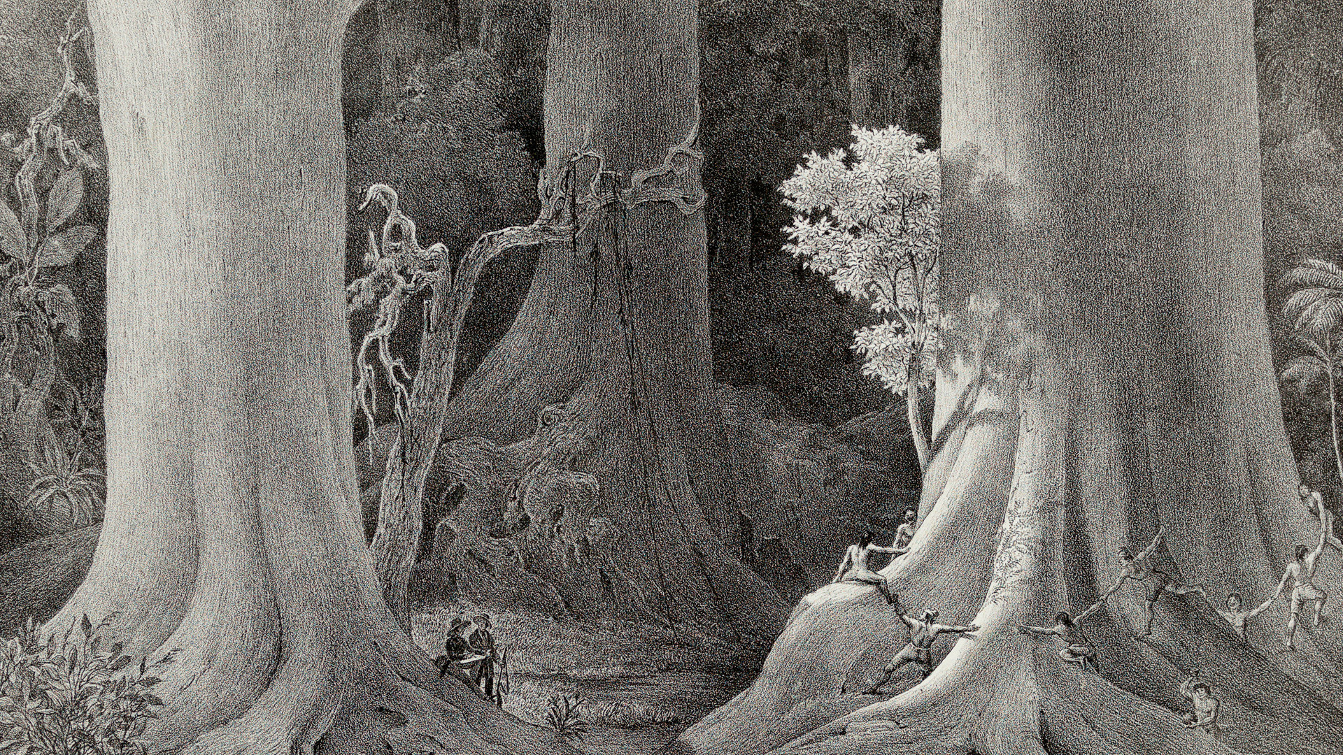 Ancient trees. Гравюра лес. Литография деревья. Литография природа. Деревья на гравюрах литография.