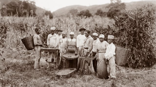 Trabalhadores escravizados na colheita do café. Rio de Janeiro, RJ, c. 1882. Foto de Marc Ferrez / Coleção Gilberto Ferrez/ Acervo IMS