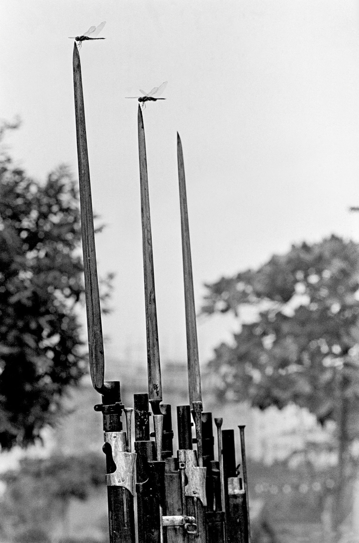 Baionetas e libélulas, Aterro do Flamengo, Rio de Janeiro, 1967 (Evandro Teixeira/Acervo IMS)