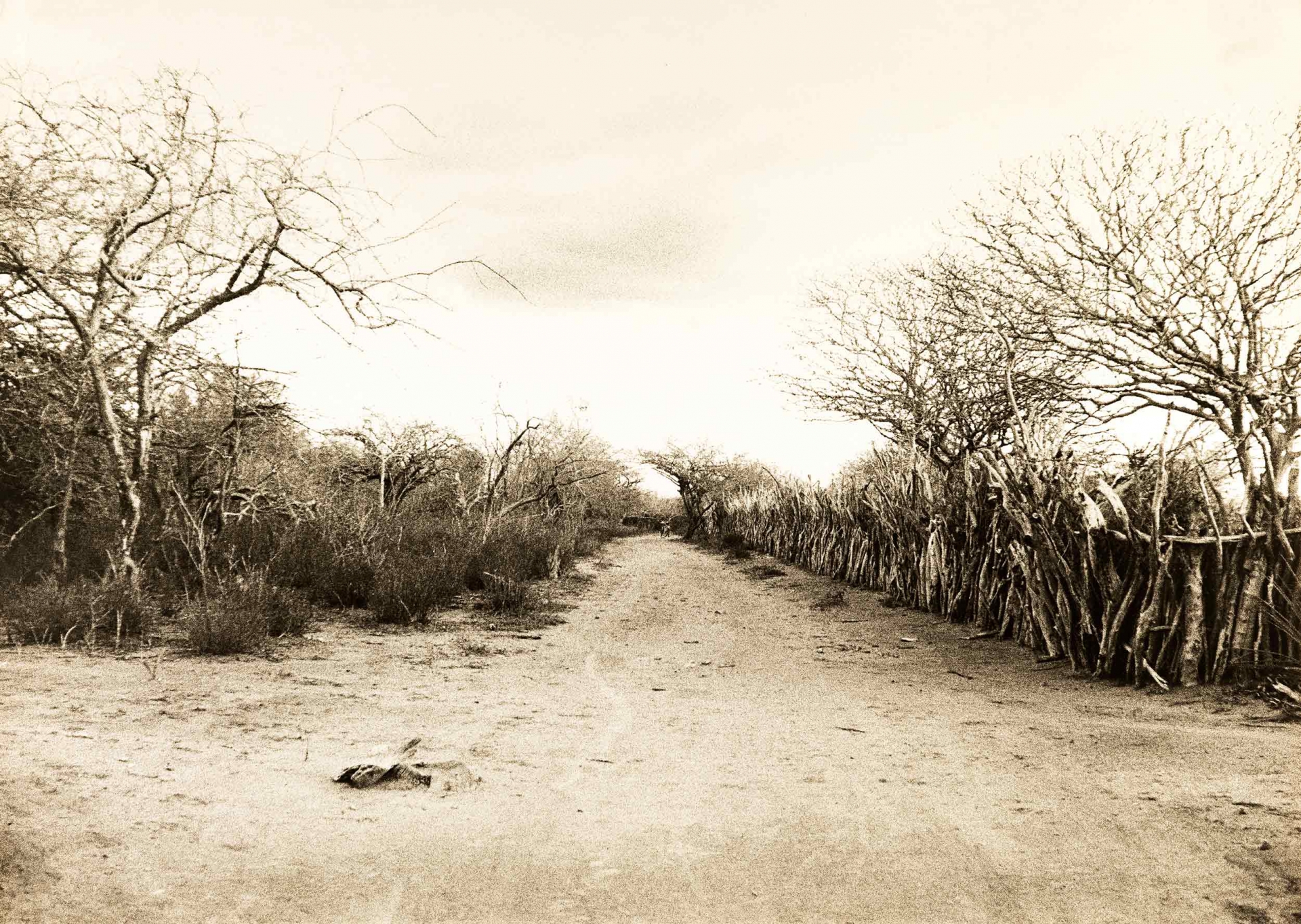 Da série Paisagens. Foto de Anna Mariani/ Acervo IMS