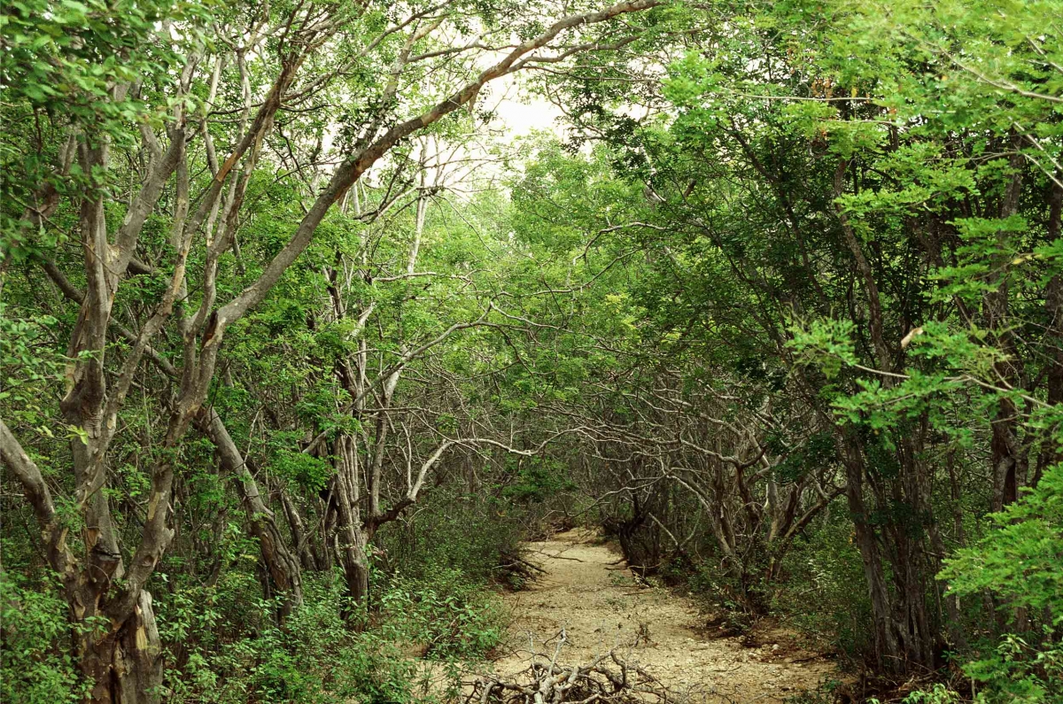 Da série Paisagens. Foto de Anna Mariani/ Acervo IMS