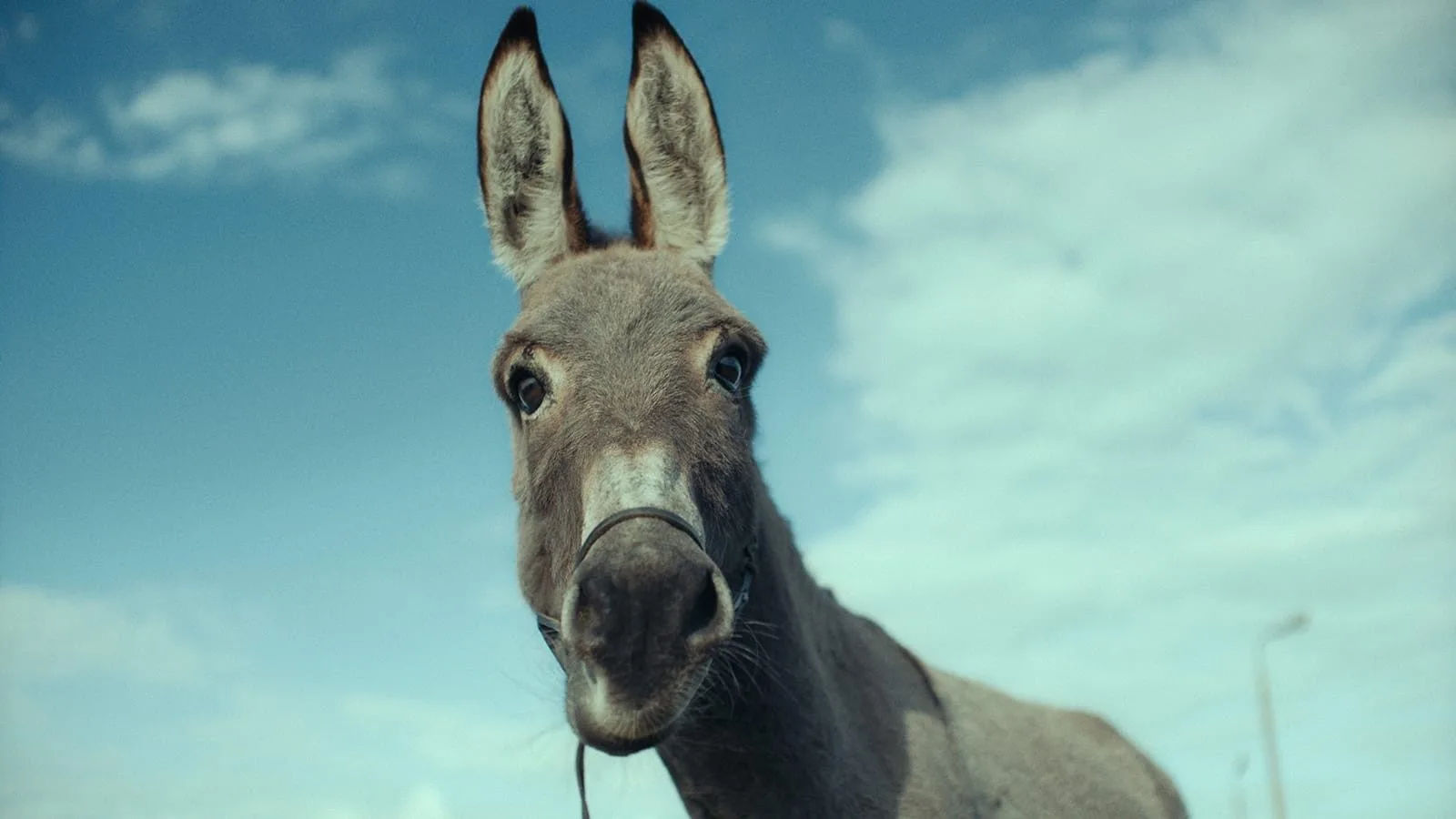 A sabedoria dos burros - Instituto Moreira Salles