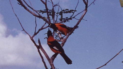 corte de P&aacute;ssaros, Quixad&aacute;-CE, 1997. Foto de Eduardo Sim&otilde;es. Arquivo Rachel de Queiroz/ Acervo Instituto Moreira Salles.