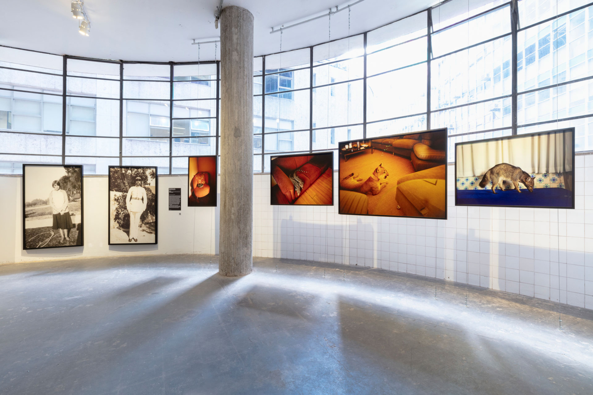 Vista da série Zoo na exposição Entre Nós: dez anos de Bolsa ZUM/IMS, 2023. Fotografias (as quatro à direita) de João Castilho. As duas fotos à esquerda são de Helena Martins-Costa. 