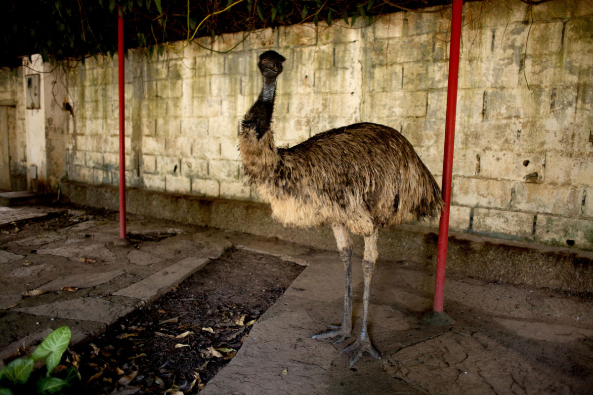 Emu, da série Zoo, João Castilho, 2014. Impressão em pigmento mineral sobre papel algodão impressa em 2023. 84 x 124 cm. 