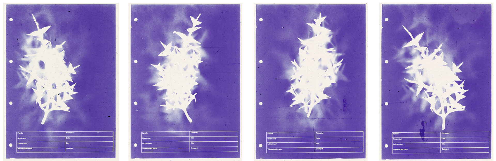 Sem título #1, #2, #3 e #4, da série Microfilme. Fotografias em pigmento mineral sobre papel de algodão impressas em 2023, 42 x 29 cm. De Leticia Ramos. Coleção Contemporânea/ Acervo IMS