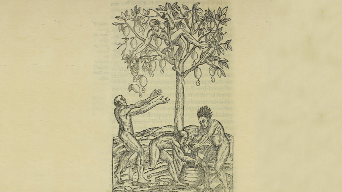 [Colheita de cajus], 1558. Iconografia de André Thevet