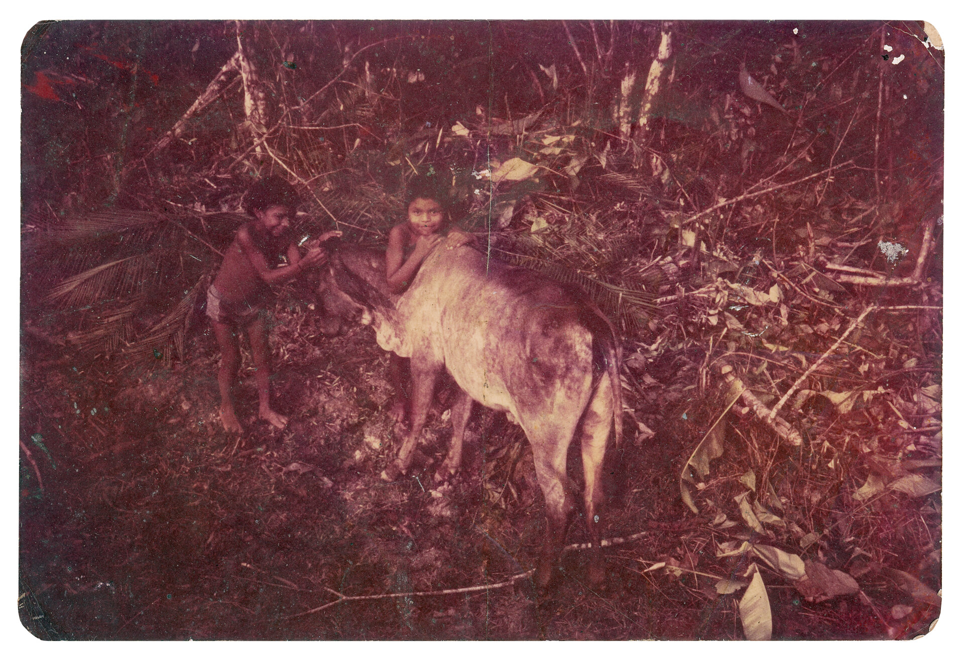 Urat&ucirc;g Suru&iacute; e Tupinamba Suru&iacute;, Aldeia Lapetanha, c. 1983 No passado, com o surgimento de v&aacute;rias aldeias, a pr&oacute;pria Funai iniciou a demarca&ccedil;&atilde;o de &aacute;reas de floresta para transform&aacute;-las em pastagens, distribuindo cabe&ccedil;as de gado para as comunidades. No entanto, como n&atilde;o havia o costume nem o conhecimento necess&aacute;rio para cuidar dos animais, o gado era frequentemente deixado solto nas aldeias. Alguns mais mansos acabavam se tornando companhia para as crian&ccedil;as, que brincavam com eles na comunidade. Autoria desconhecida. (Legenda por Coletivo Lakapoy).  Fotografias em pigmento mineral sobre papel de algod&atilde;o impressas em 2025. 77 x 53,3 cm. Cole&ccedil;&atilde;o de Arte Contempor&acirc;nea / Acervo IMS 