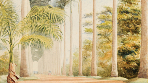 Avenue of Palms. Botanical Gardens. Rio de Janeiro, s.d. Autor n&atilde;o identificado / Acervo Instituto Moreira Salles